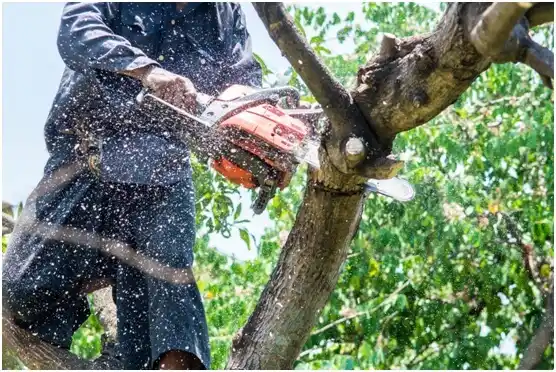 tree services Grantsburg